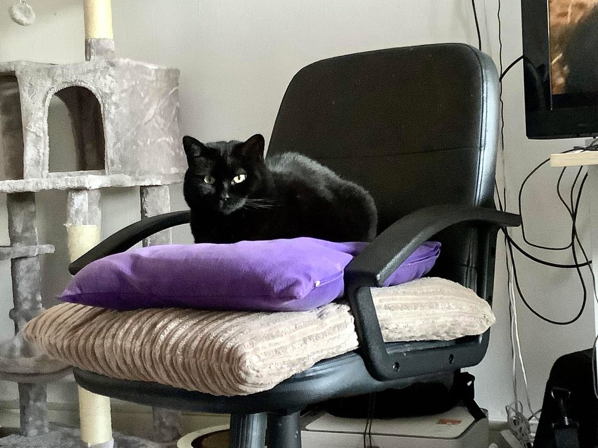 LazarusKen2's tweet photo. @PickliciousF This is Pubbles. She looks furious but is a love bug that would love to snooz with you. https://t.co/S0LERMtnxk