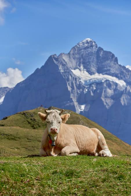 SamaHoole's tweet photo. You cannot eat grass. She can.

You cannot eat straw. She can.

You cannot eat wheat chaff. She can.

You cannot eat sugar beet pulp. She can.

You cannot eat citrus peel. She can.

You cannot eat almond hulls. She can.

You cannot eat cocoa husk. She can.

You cannot eat spent brewers grains. She can.

You cannot eat distillers grains. She can.

You cannot eat maize stalks. She can.

You cannot eat oat hulls. She can.

You cannot eat rapeseed meal. She can.

You cannot eat the tops off a harvested sugar beet. She can.

You cannot eat the soymeal left once the oil has been pressed out. She can.

Every rung is something a mill, a brewery, a distillery or a factory put in a skip.

The FAO counted it. 86 per cent of what the world's livestock eat cannot be eaten by a human being.

And that number is flattering the wrong animals.

It is the average across every farmed creature on earth. The pig is in it. The chicken is in it. Those two eat grain, real grain, the human-edible kind, and they are dragging the figure down while the ruminant carries it.

Take the pig and the chicken out and the number climbs. Put the animal on grass and it goes to nearly all of it.

She takes in 0.6kg of human-edible protein and hands back 1kg of it, in the form your body actually wants.

They call this competition for human food.

Nobody has ever fought me for a skip of citrus peel.