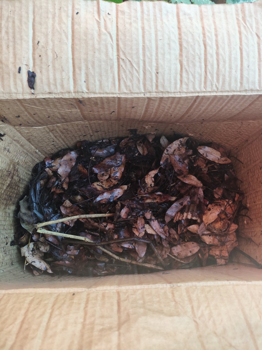 bellkowell's tweet photo. Minecraft / real life
#composting https://t.co/GtmbjBt54i