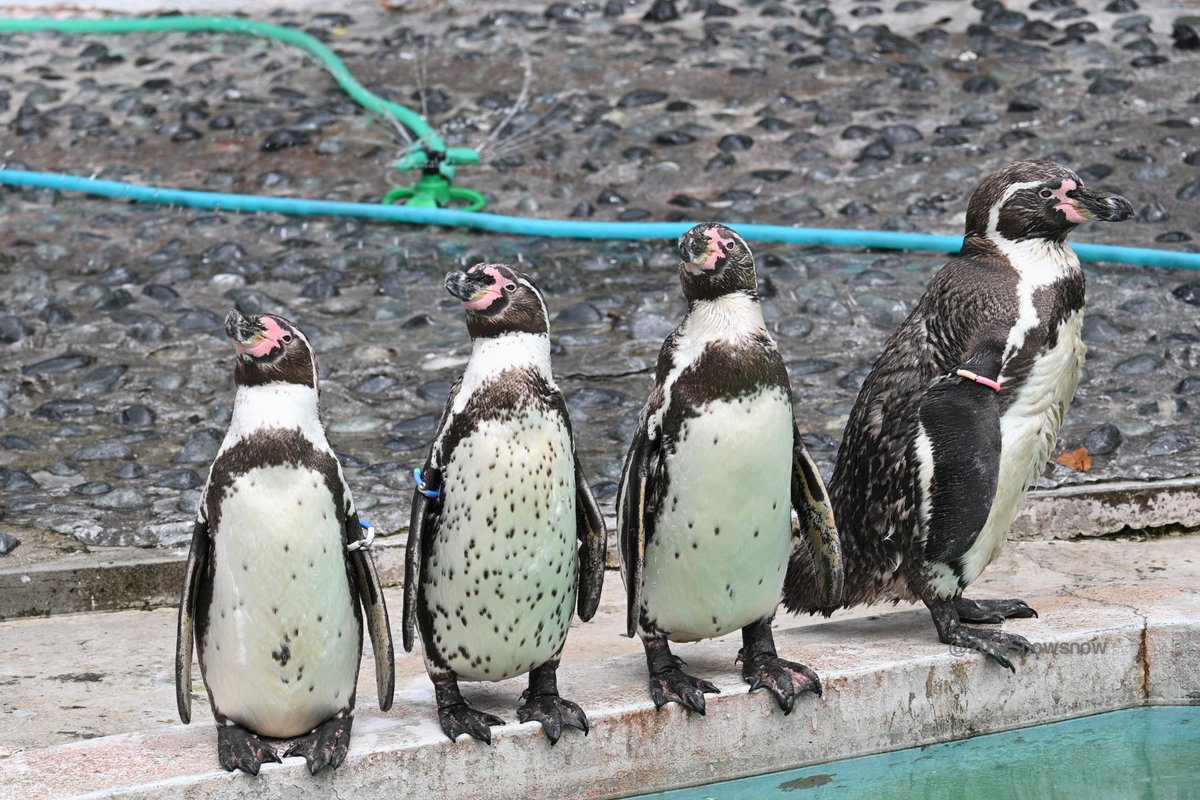 おやすみなさい zzz 2026/07/16📷 #ヒノトントンZOO #フンボルトペンギン