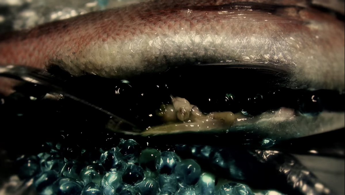 mash__marrow's tweet photo. ちいかわの映画は人魚を食べるストーリーらしく…
DIR EN GREYの鱗じゃないか https://t.co/u7q0RcRsma