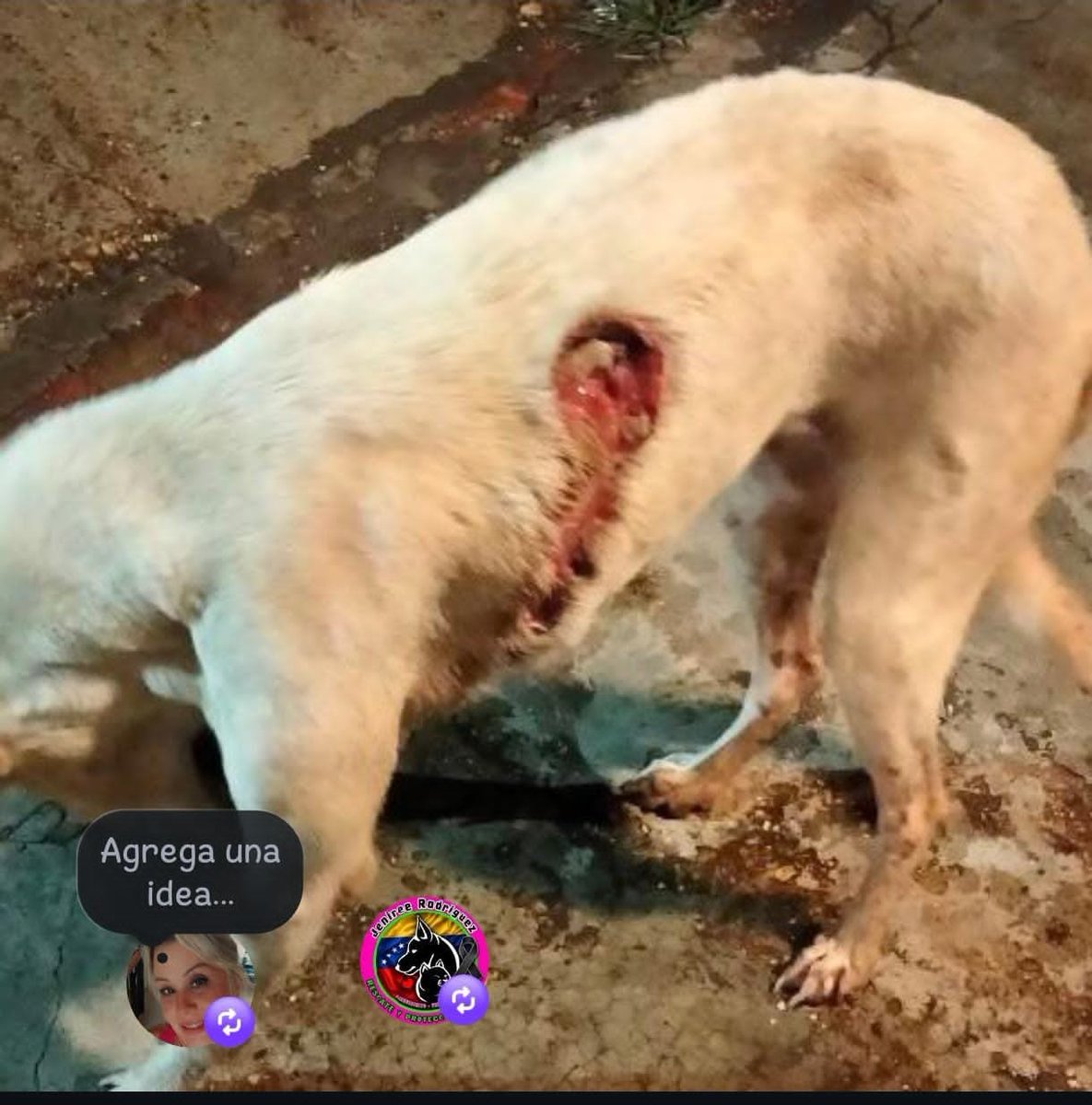 Ma_Elisa_G's tweet photo. 🆘️🚨🆘️VALLE DE LA PASCUA/GUARICO 🇻🇪, AYUDEN A ENCONTRAR A ÉSTA PERRITA ANTES DE QUE SEA TARDE, LA ESTÁN BUSCANDO OARA CURARLA, SI LA VEN RESGURDEN Y LLAMEN 04243177358. DIFUNDIR @PerroUsuario @albertoestiburo @YeziSeijas @GuaraCuchaFE @Sharolozano08 @gracon27 @joseanchustegui https://t.co/NCiaIhuK1H