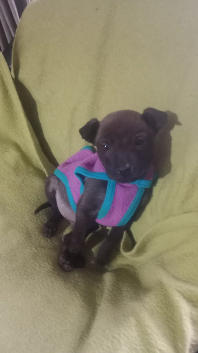 Ye94316774's tweet photo. Sigo buscando adopción responsable urgente 🙏 para este bebito 💕 
Rescatado de la calle
Merlo Bs As 🇦🇷 
02204033578 es cel

Difundir 🆘️ 
#adopta 
#cachorro 
#PerritosLindos https://t.co/gQZmcTGUOX