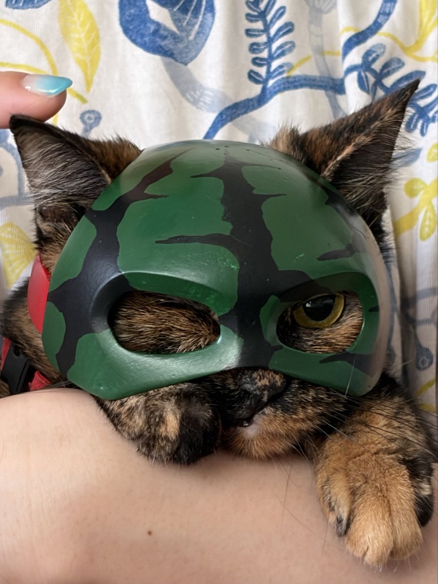 MiroToRita's tweet photo. 茨城県産スイカメット🍉を被ったミロちゃん
かわいい😍
#猫
#サビ猫
#猫の居る暮らし https://t.co/5uVbFobzzs
