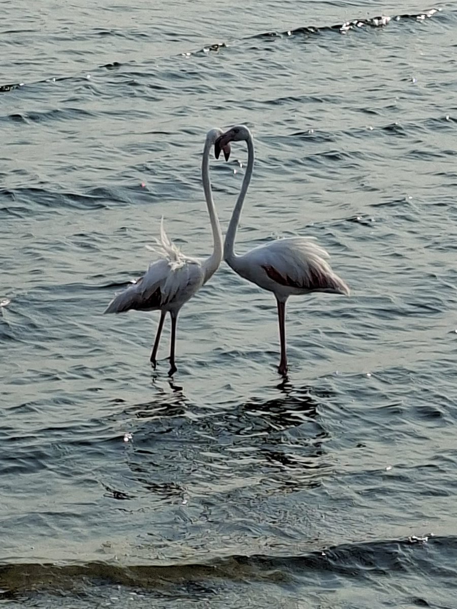 WorldofZoology's tweet photo. #DidYouKnow 🦩 Greater #flamingos don’t simply filter food from the water, they help trap it first! By stirring with their feet and moving their heads and bills, they create tiny swirling currents that concentrate algae and small animals near their beaks. #Flamingo #Birds #Bird https://t.co/haxRYVf12Z