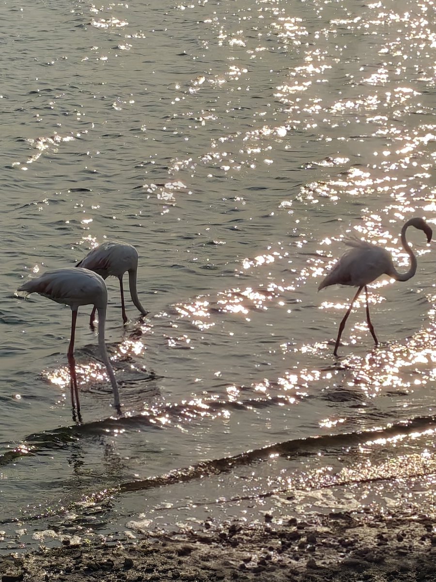 WorldofZoology's tweet photo. #DidYouKnow 🦩 Greater #flamingos don’t simply filter food from the water, they help trap it first! By stirring with their feet and moving their heads and bills, they create tiny swirling currents that concentrate algae and small animals near their beaks. #Flamingo #Birds #Bird https://t.co/haxRYVf12Z