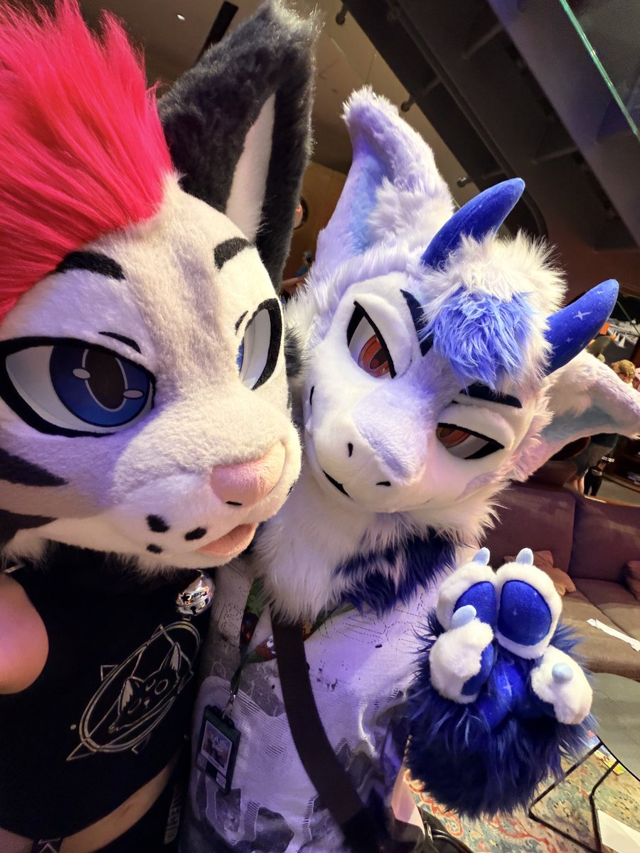 Soju cat ➔ FJORDCON🇳🇴 tweet media