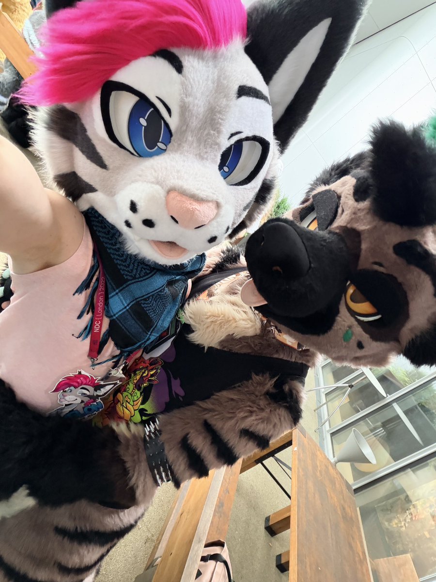 Soju cat ➔ FJORDCON🇳🇴 tweet media