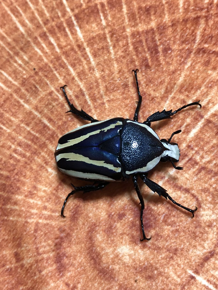 ビソン🐞 tweet media