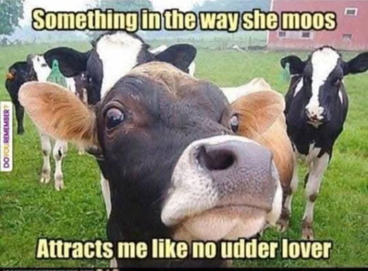 SaraFoxHart's tweet photo. A lil bovine humor for your Monday morning. Make it a great day! https://t.co/aPXeKY9lDl