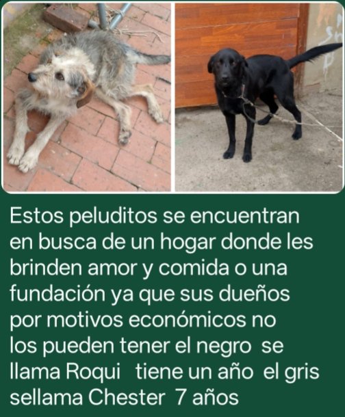gelitoazul's tweet photo. Buenas hace rato no traía un caso de perritos. Pero contactaron a mamá desde Cajicá y necesitamso ayuda y hogares de paso para 3 perritos que están en situación complicada, también buscamos ayuda para la familia. Hay un maltratador y golpea constantemente a los perros 🧵RT https://t.co/9jkNhHMPDU