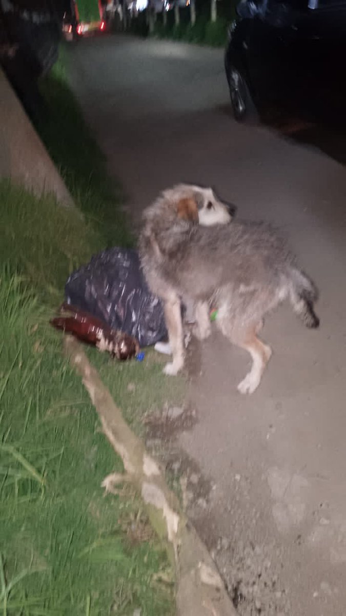 gelitoazul's tweet photo. Buenas hace rato no traía un caso de perritos. Pero contactaron a mamá desde Cajicá y necesitamso ayuda y hogares de paso para 3 perritos que están en situación complicada, también buscamos ayuda para la familia. Hay un maltratador y golpea constantemente a los perros 🧵RT https://t.co/9jkNhHMPDU