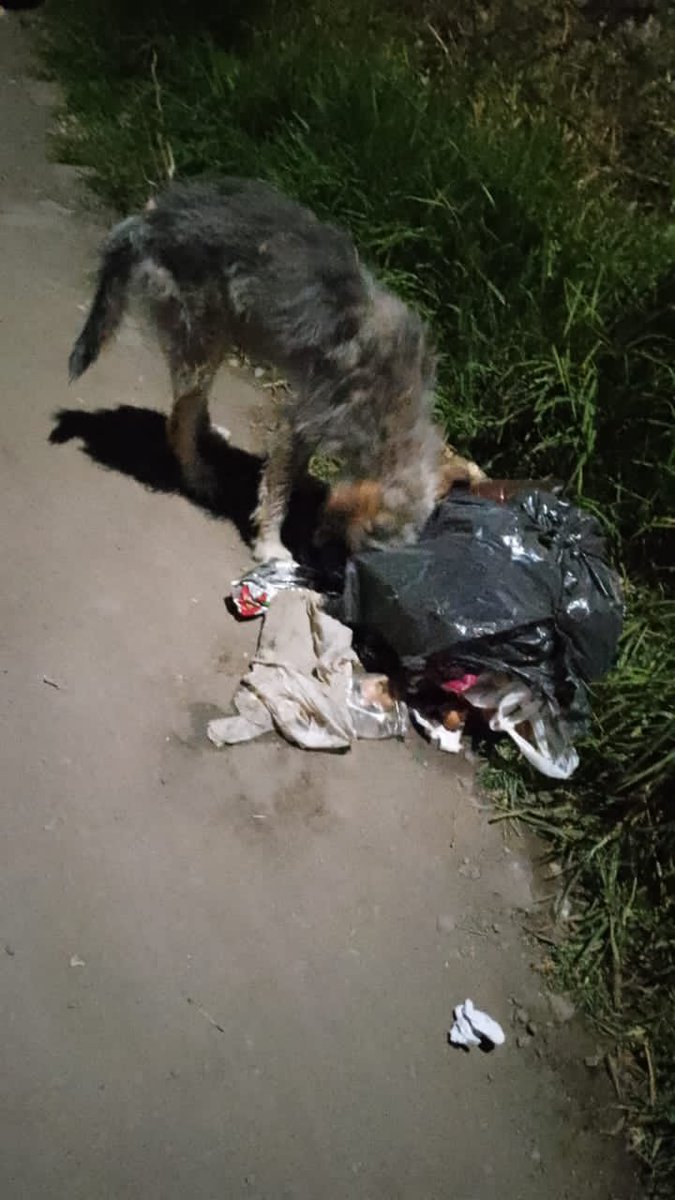 gelitoazul's tweet photo. Buenas hace rato no traía un caso de perritos. Pero contactaron a mamá desde Cajicá y necesitamso ayuda y hogares de paso para 3 perritos que están en situación complicada, también buscamos ayuda para la familia. Hay un maltratador y golpea constantemente a los perros 🧵RT https://t.co/9jkNhHMPDU