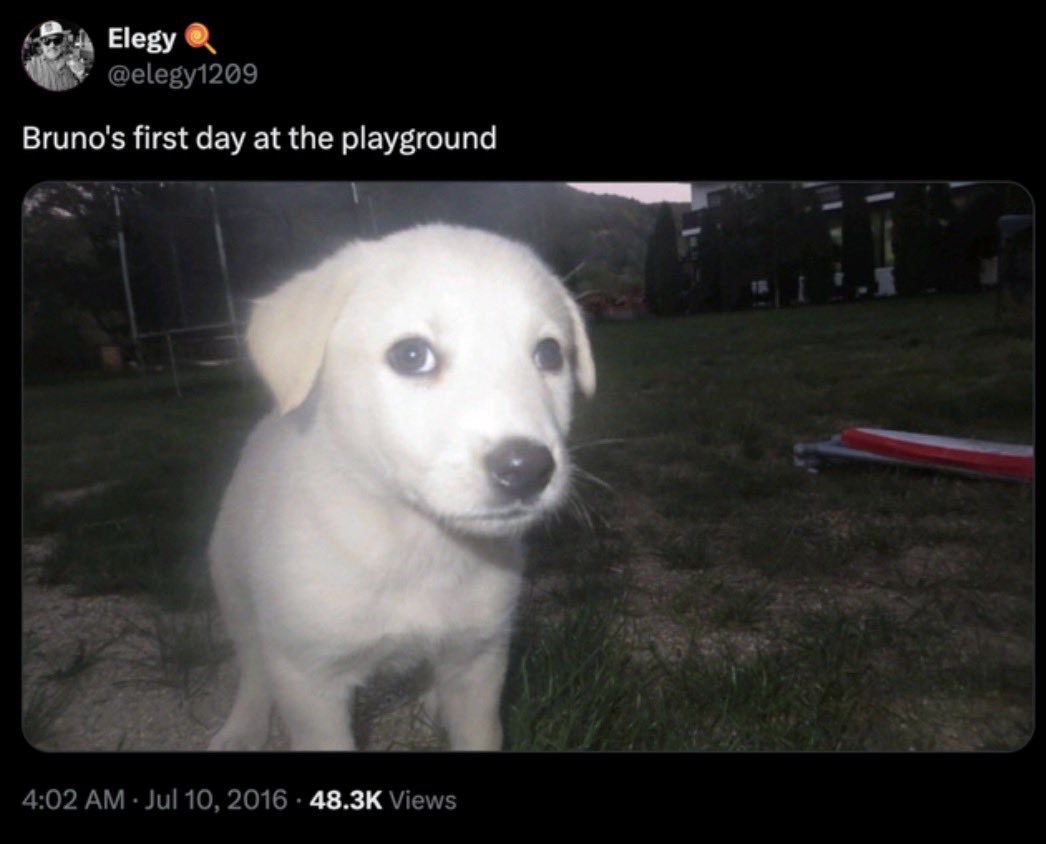 MisterCaller's tweet photo. On July 10th, 2016, Twitter user @elegy1209 (formerly deleted) uploaded a photograph of their white puppy named Bruno with the caption:
"Bruno's first day at the playground"
￼
In early 2026, users allegedly rediscovered the image through archived Twitter screenshots, with several meme accounts reposting it without context. The puppy's expression quickly became recognizable, leading many users to crop Bruno out of the original image and use him as a standalone reaction image.