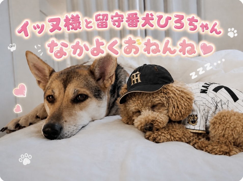 mm014680's tweet photo. @sakuramanaTeee イッヌ様もひろもいろいろありますので　とりあえずおねんねしておきましょう！ https://t.co/qPcUgRmfYd