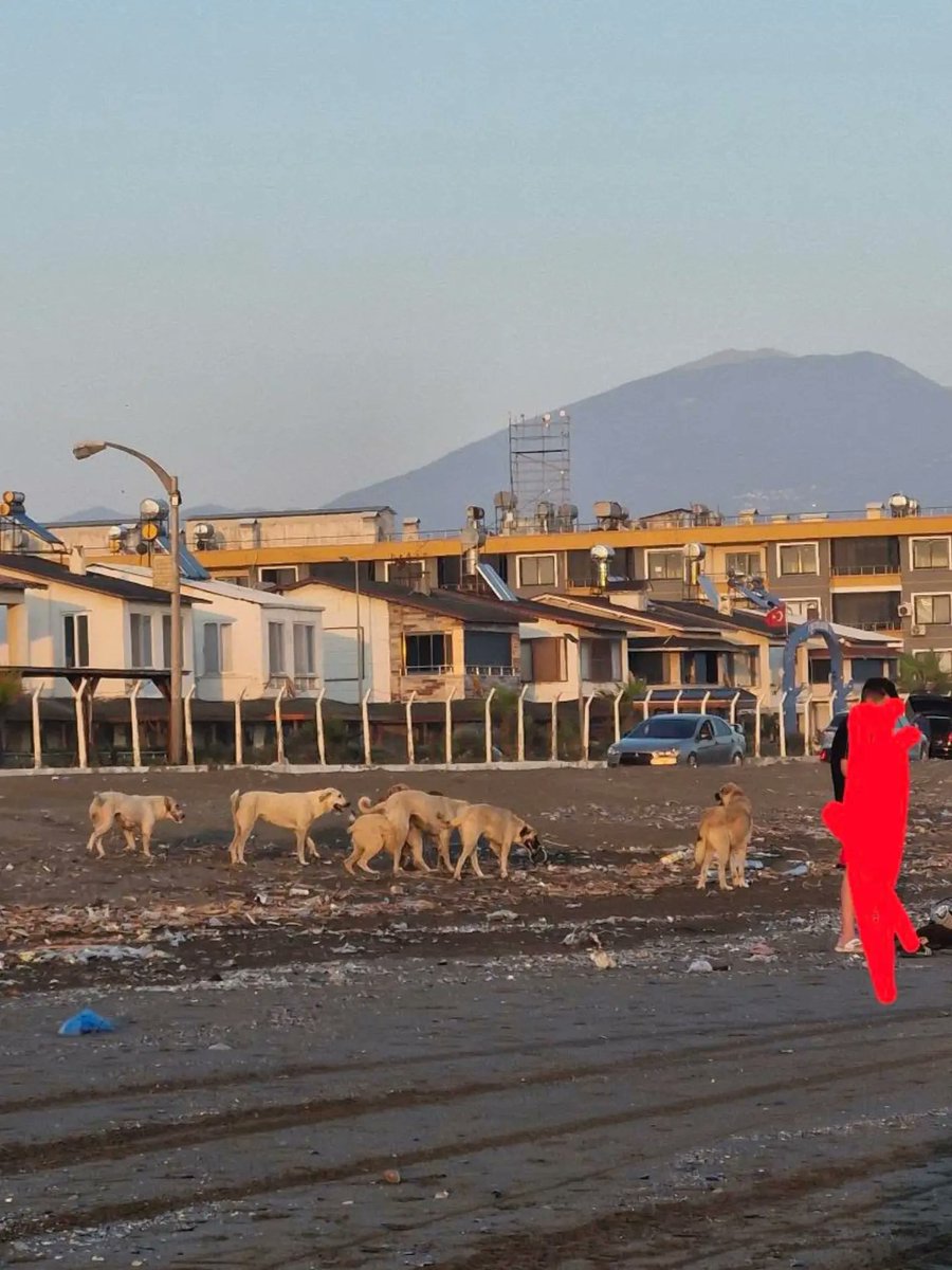 GusoderX's tweet photo. 🔴 | Hatay Dörtyol'da yıllardır değişen birşey yok. Hala başıboş köpekler toplanmıyor.

Vatandaşlar gece dışarı çıkamıyorduk artık gündüz de çıkamaz olduk diyor.

Sayın Başkan @mehmetonturktr, tüm ilçeler köpekleri toplamak için büyükşehirin barınağını tamamlamasını bekliyor. Millete söz vermiştiniz 2 yılda bir barınak nasıl bitmez?

Sayın Vali @MustafaMasatli, Hatay'da barınak yapılsa da yapılmasa da insanların can güvenliğini temin etmek devletimizin sorumluluğundadır. Milletin canı köpeklerin konforundan önemlidir. 5199 sayılı Kanun'daki populasyon kontrolü için belirtilen tüm tedbirler kullanılmalıdır.

@HatayValiligi I @mustafaciftcitr