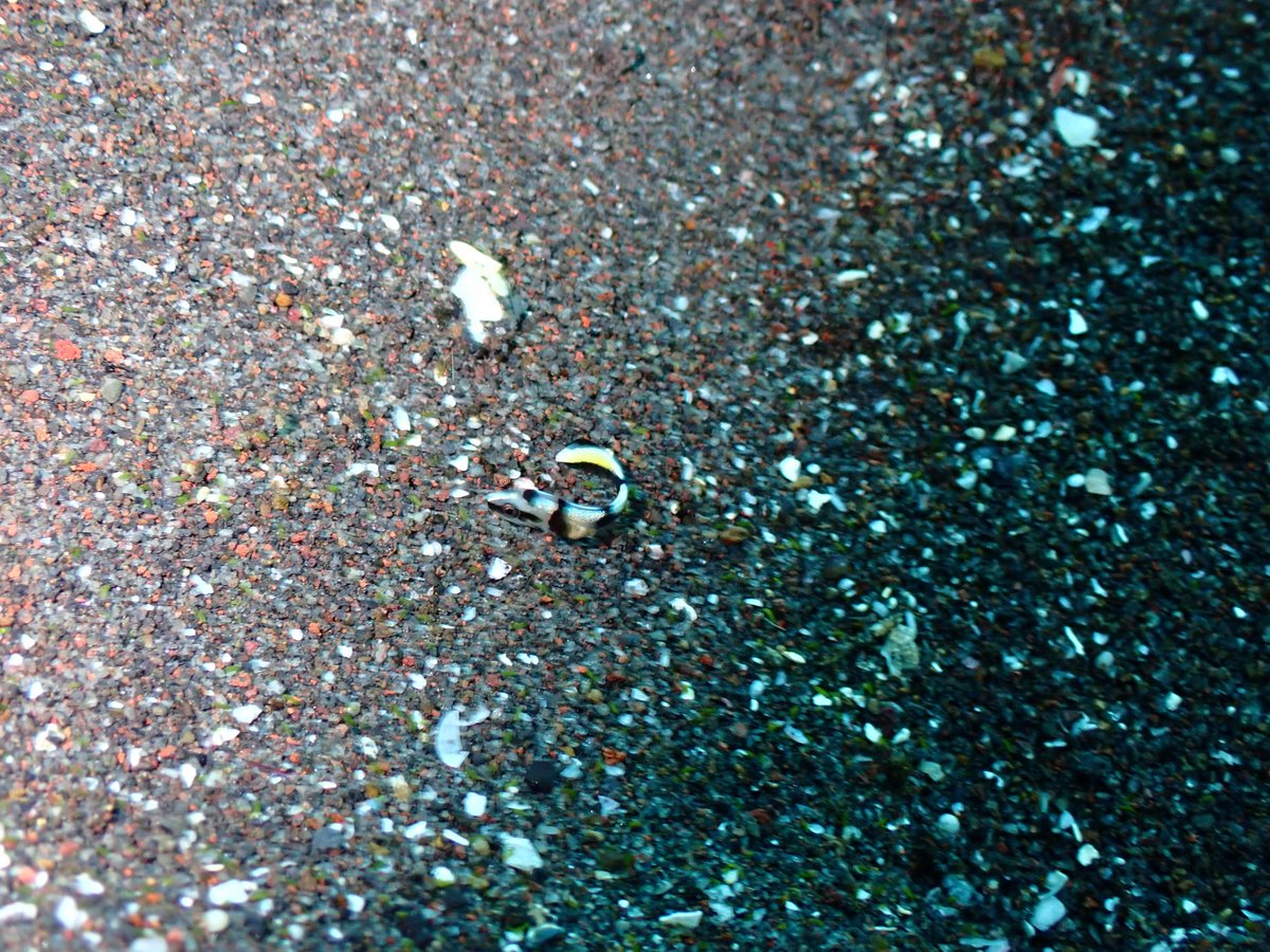1321_my's tweet photo. 適正ややプラス気味の浮力で、スキンで撮るもんじゃ無さすぎたね
数打ちゃ当たるでなんとか証拠写真って感じ
暇つぶしにぷかぷかしに行っただけだったんだもの… https://t.co/NxRB9JJSZW