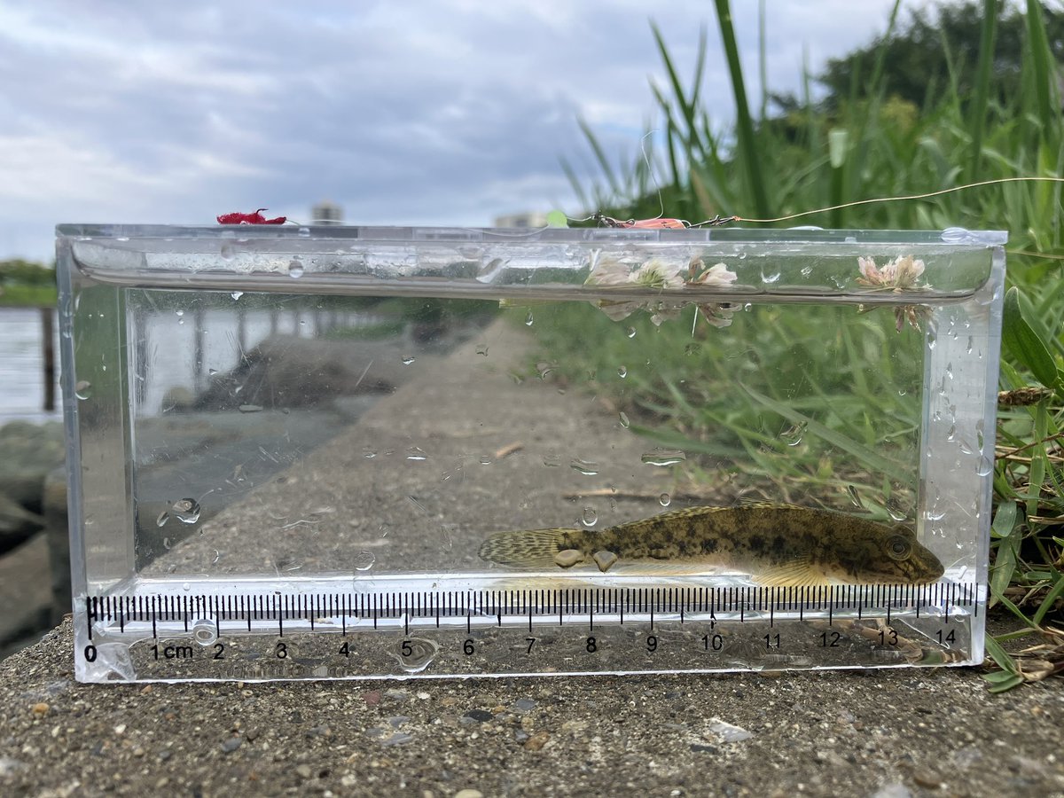 zawaorz's tweet photo. 昨日、サングラスを沈めてしまった場所で釣り
サングラスを救出することは出来なかったが、ハゼが釣れた
もう諦めて新しいの買うか…😭
#ハゼ釣り #ハゼクラ #ハゼ #goby https://t.co/ZjyxQdP8Wf