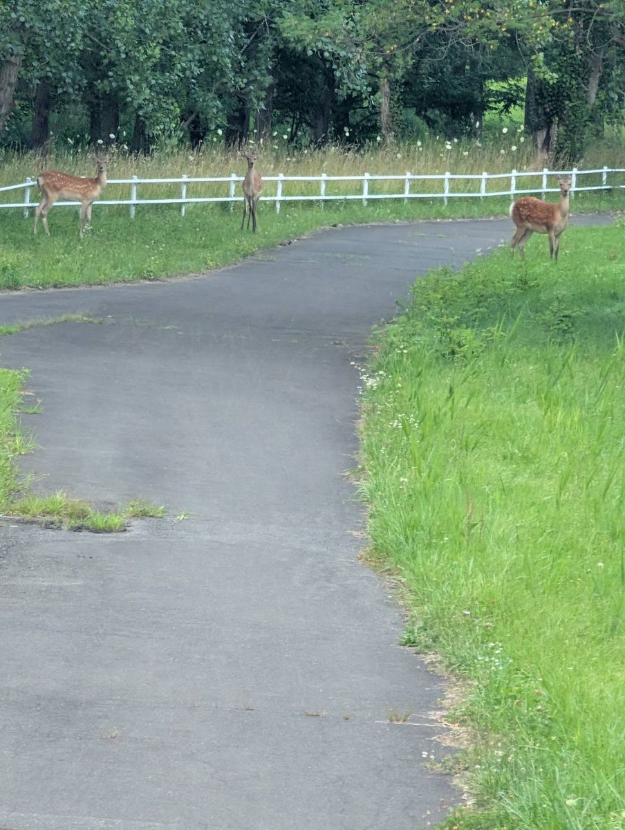 kosamearashi's tweet photo. @goldenbuhi2020 🐶「ハルくんお浸かりサマー☀️シカさんいたよー🦌🦌🦌」 https://t.co/GMPjxs7Guw