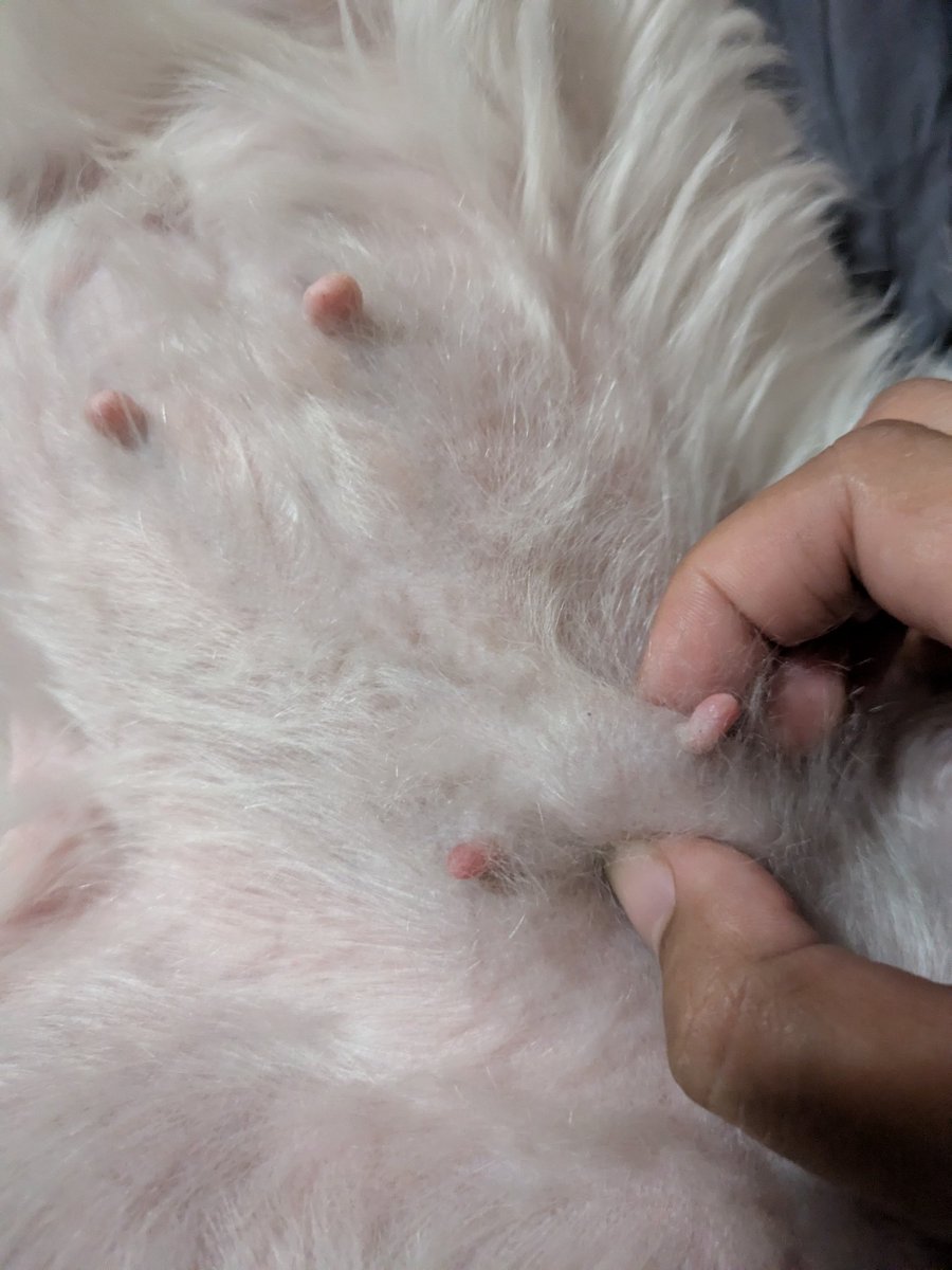 stormthexdog's tweet photo. Hemlo pals! My name is Storm. My hoomans found tumors while gibing me belly rubs den brought me to da dogtor. Da dogtor said I need surgery. It is estimated to cost ₱33,800 (~$550). Please help my mama pay for my surgery. Thank you!!!

https://t.co/jehVHt5TNv https://t.co/NasYKlBAJt
