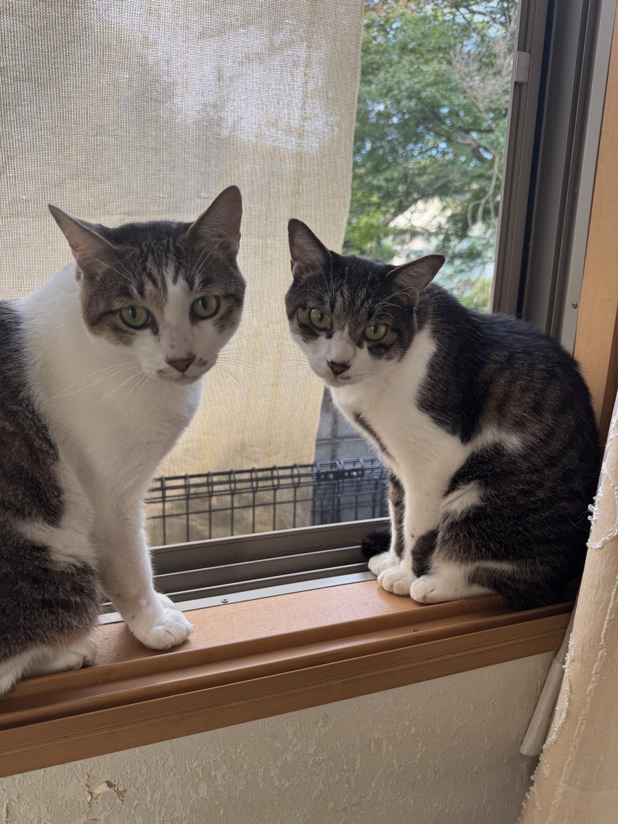 nobukoto1's tweet photo. 今日は涼しいから
窓開けてればエアコン
要らないニャン🐈

と、五右衛門と源次郎君が、申しております♪ https://t.co/6Cp3JYRGsB