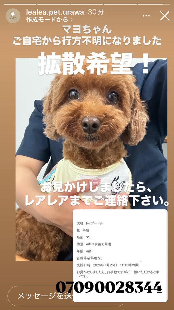 canon20marzo's tweet photo. 昨日からトイプードル レッド 4歳 4kg程のマヨちゃんを探しています。🏠から逃走してしまって迷子に…。首輪等なし。さいたま市南区緑区 川口市辺りで見かけていませんか？あるいは保護して下さっている方はいらっしゃいませんか？レアレアさんまで連絡お願いします。#迷い犬 #迷子 #さいたま #川口 https://t.co/CDcoSTgEHJ
