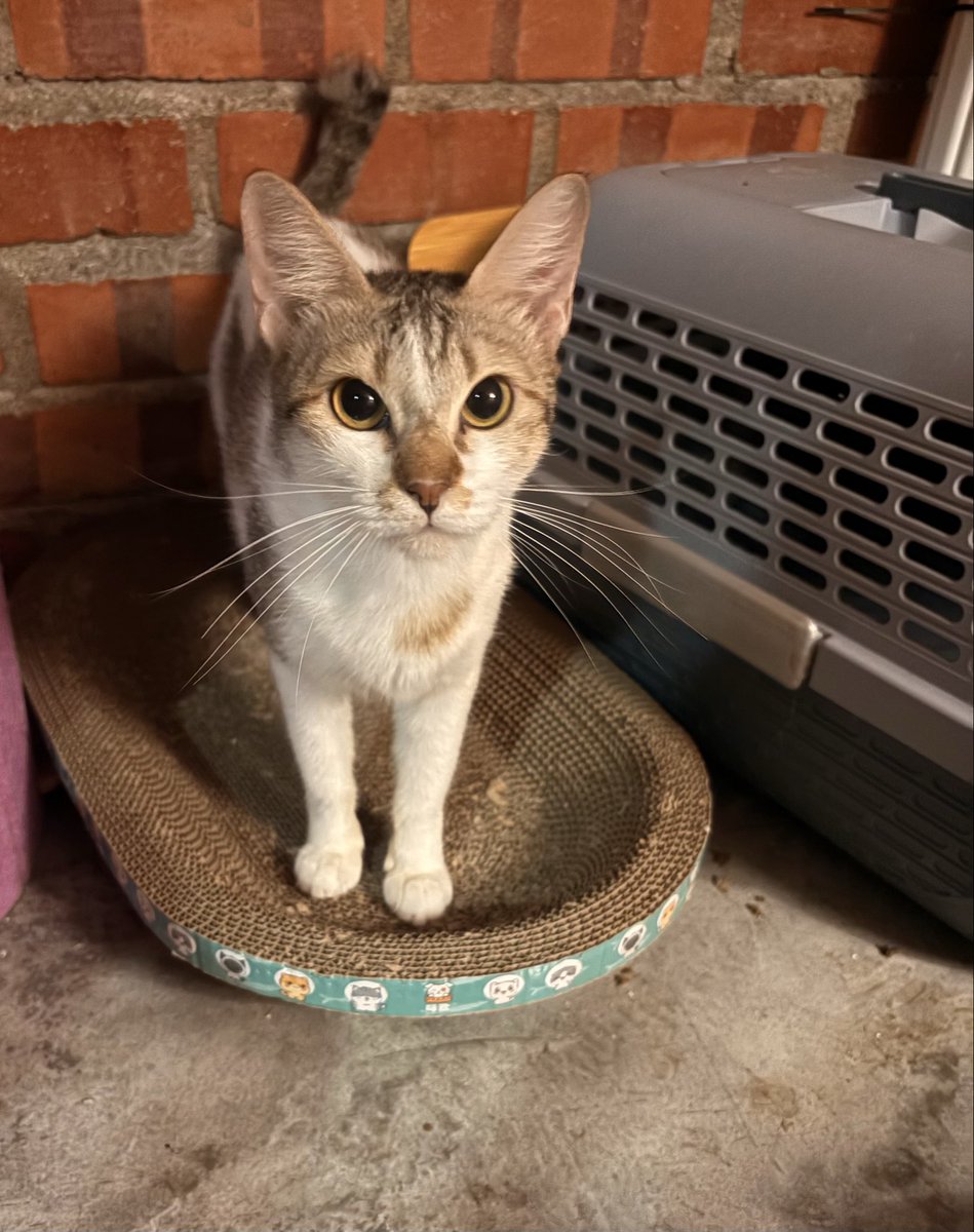 itsybitsymin's tweet photo. FOR ADOPTION 🐾🐱

Yoda, 1 years old. 
Female, spayed, fully vaccinated, deworm &amp; deflea. Negative fiv &amp; felv. 

If anyone is looking for a cat to adopt please consider this sweet girl. 🥰 shy at first but very manja, playful and likes to sit on your lap. 

Location: PJ/KL https://t.co/LGVQvTKIPA