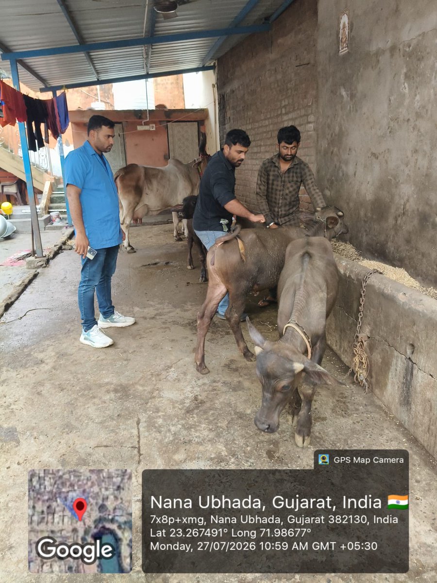 V_D_MANDAL's tweet photo. આજ રોજ માંડલ તાલુકાના નાના ઉભડા ગામે રસીકરણ, ડિવોર્મીગ, ટેગીંગ, પશુધન વિમા સહાય યોજના પ્રચાર તથા જાતિય પશુ સારવાર કેમ્પ નું આયોજન કરવામાં આવ્યું. https://t.co/6sFJJWp3J7