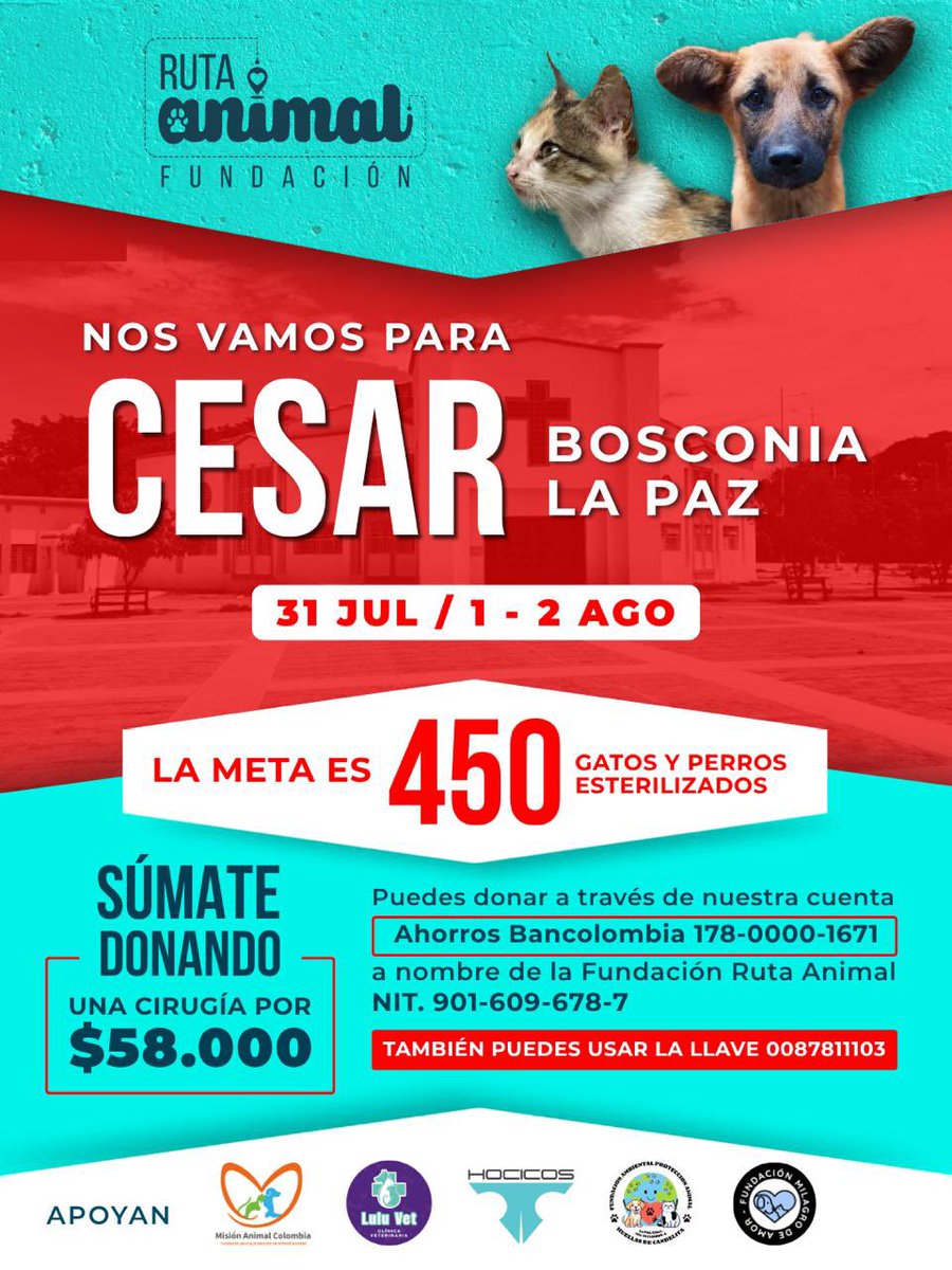 andreanimalidad's tweet photo. 🚑 ¡Nuestra #RutaAnimal enciende motores rumbo al Cesar! Esterilizaremos a, mínimo, 450 gatitos y perritos 🐱🐶 sin hogar y de personas en situación de pobreza económica. Además, rescataremos a varios pequeñines 🐾 que llegarán a Bogotá ❤️‍🩹

Gracias @fund_rutaanimal del alma, y a sus magníficos aliados @MisionAnimalCo1 @FUNHOCICOS #LuluVeterinaria donantes y voluntarios 🩵🩷 ¡Esta es nuestra lucha; nuestra causa! #EsterilizarSalva #DonarSalva