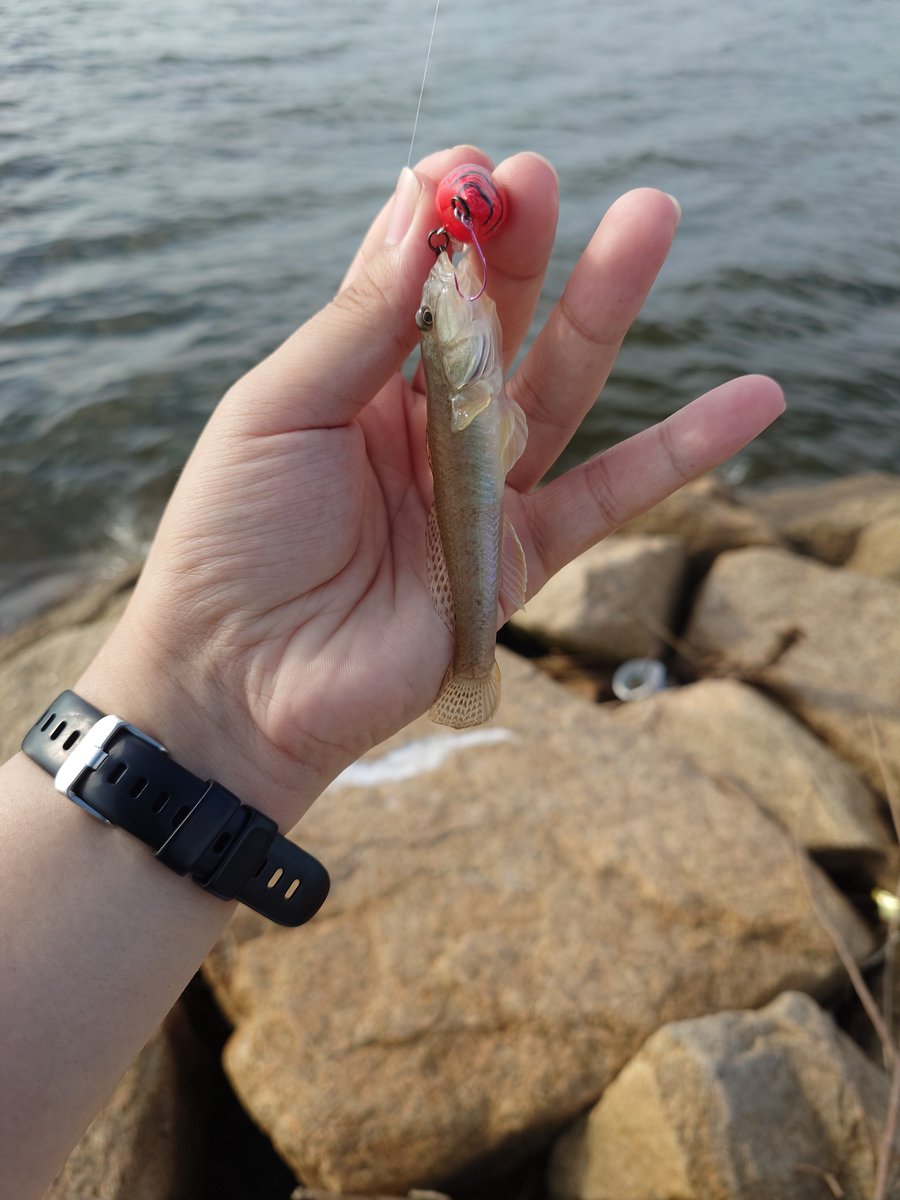 omeme3ry's tweet photo. 淀川のハゼクラ調査
ほぼ海ぐらいの場所までいけば3投に1回バイトがあって、1/2でヒットするくらいの感覚でした。
だいたい7cmくらいのサイズ https://t.co/QulzIUEQSI