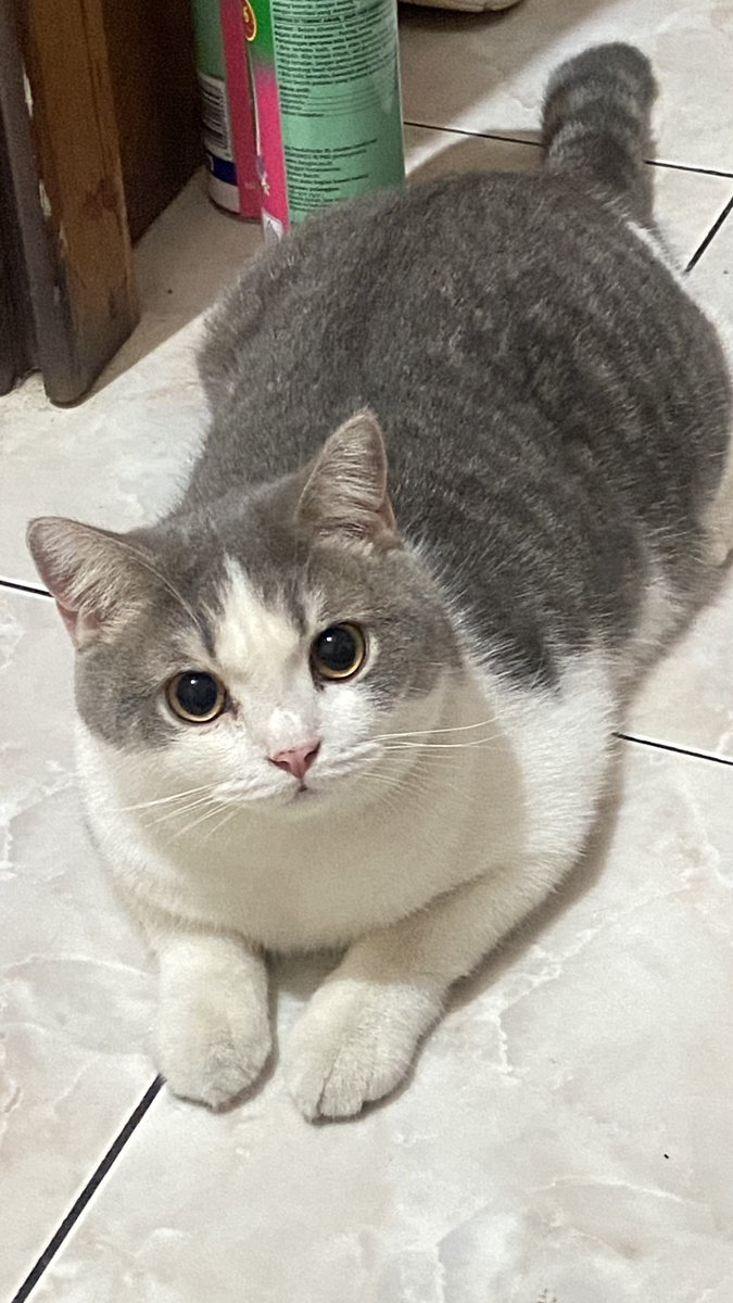 legoisacat's tweet photo. gundud 🤭🤫 https://t.co/mlCX6IjYvV