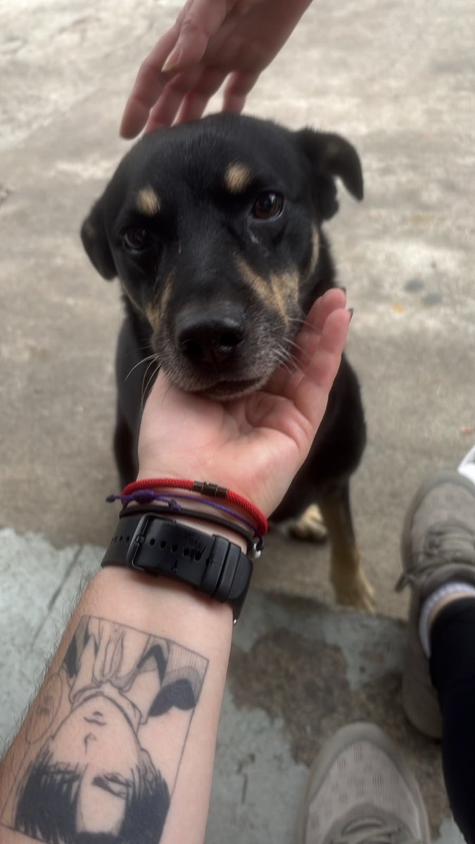 kimseokgiu's tweet photo. ME AJUDEM A ACHAR UMA CASA PRA ESSE BONITÃO!!!!

ele é muito dócil, carinhoso e bonzinho. resgatei ele na zona sul de sp, mas não tenho como ficar com ele. ajudem o Bonitãooo! <3 https://t.co/zoxm8kUxGN