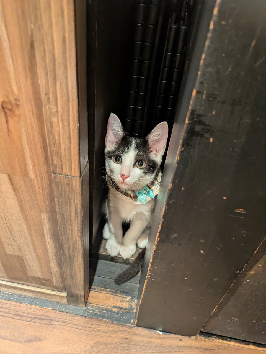 kamiitanyanko's tweet photo. 本日もご来店頂きありがとうございました！
ご支援品もありがとうございます😻
大切に使わせていただきます🙏

小麦はキャットウォーク上のサボを見つめていました👀✨️
隙間からみんなの隙を窺うハンターはなび🎆
両手に花のちぶる🌺🌼

明日はどのお時間もご案内可能です☕🐱
猫さんたちとみんなでお待ちしておりますのでぜひ遊びにいらしてください🐾🐈️🐈‍⬛