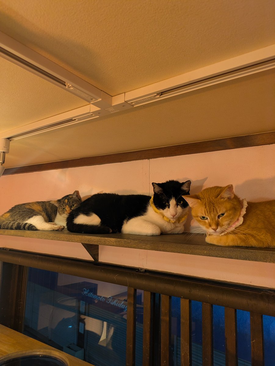 kamiitanyanko's tweet photo. 本日もご来店頂きありがとうございました！
ご支援品もありがとうございます😻
大切に使わせていただきます🙏

小麦はキャットウォーク上のサボを見つめていました👀✨️
隙間からみんなの隙を窺うハンターはなび🎆
両手に花のちぶる🌺🌼

明日はどのお時間もご案内可能です☕🐱
猫さんたちとみんなでお待ちしておりますのでぜひ遊びにいらしてください🐾🐈️🐈‍⬛