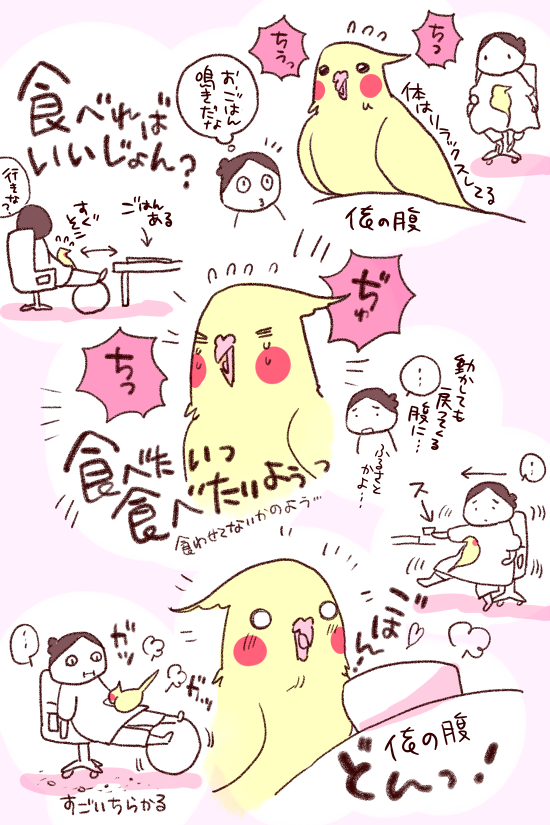 dollchka's tweet photo. あわび氏、ご飯の食べぐずりする
食べればいいのに食べないで、食べたい…！て鳴くｗ
人間の上で食べたいらしいｗ
さっきも急に魚くさくなったんで何かと思ったら、わたしの肩の上でおやつのイリコ食べてたｗ
やめいｗ https://t.co/Hgt9nGsVj4