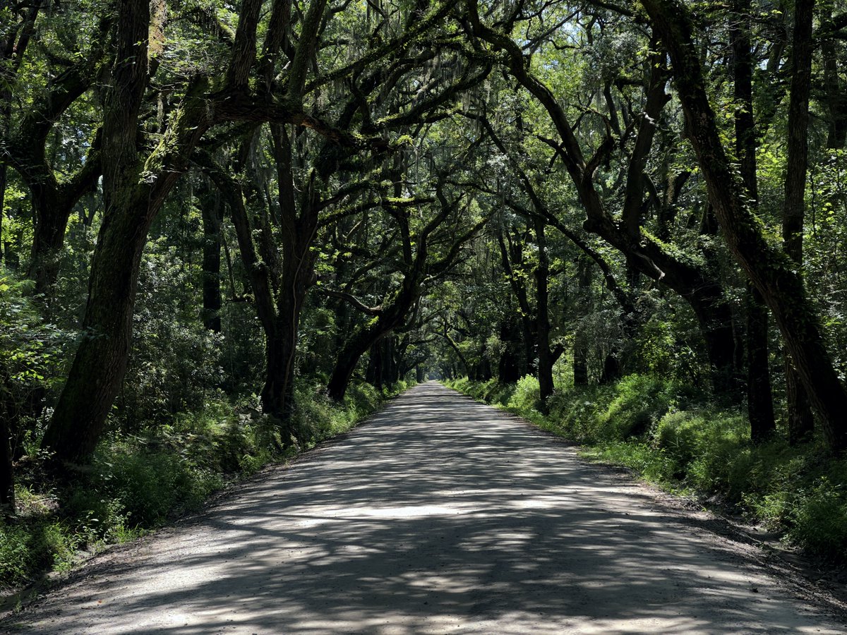 roninatlanta's tweet photo. Botany Bay road on Edisto Island, South Carolina. https://t.co/N5ISHtnExb