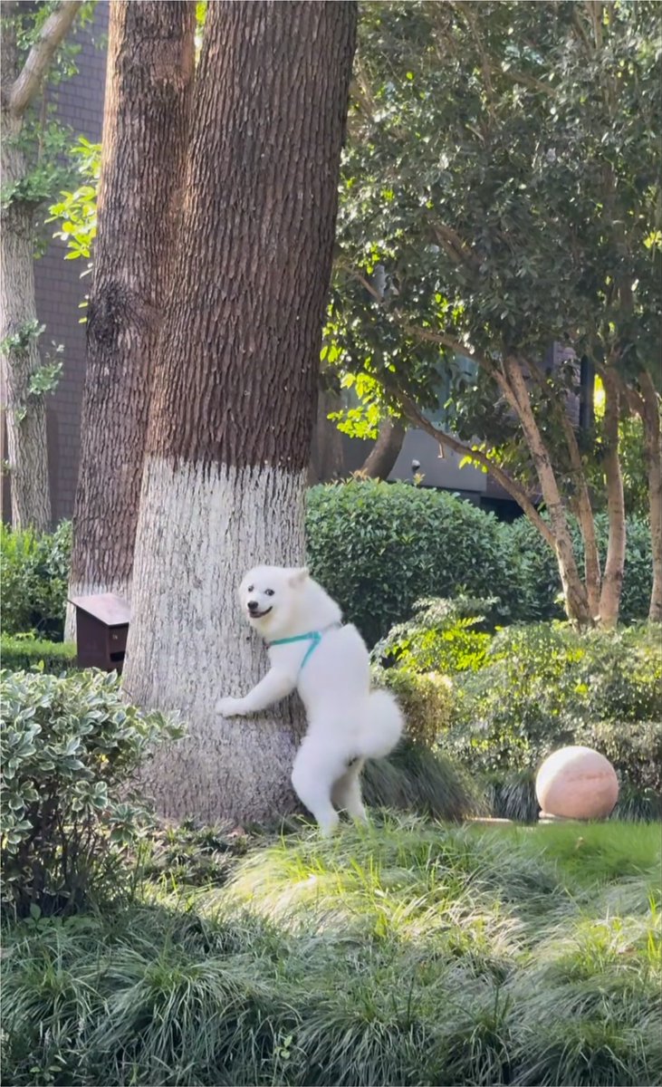 animalkyat's tweet photo. 実家の母に「犬元気してる？」とラインしたら送られてきた写真見て https://t.co/EEB98xK6Ui