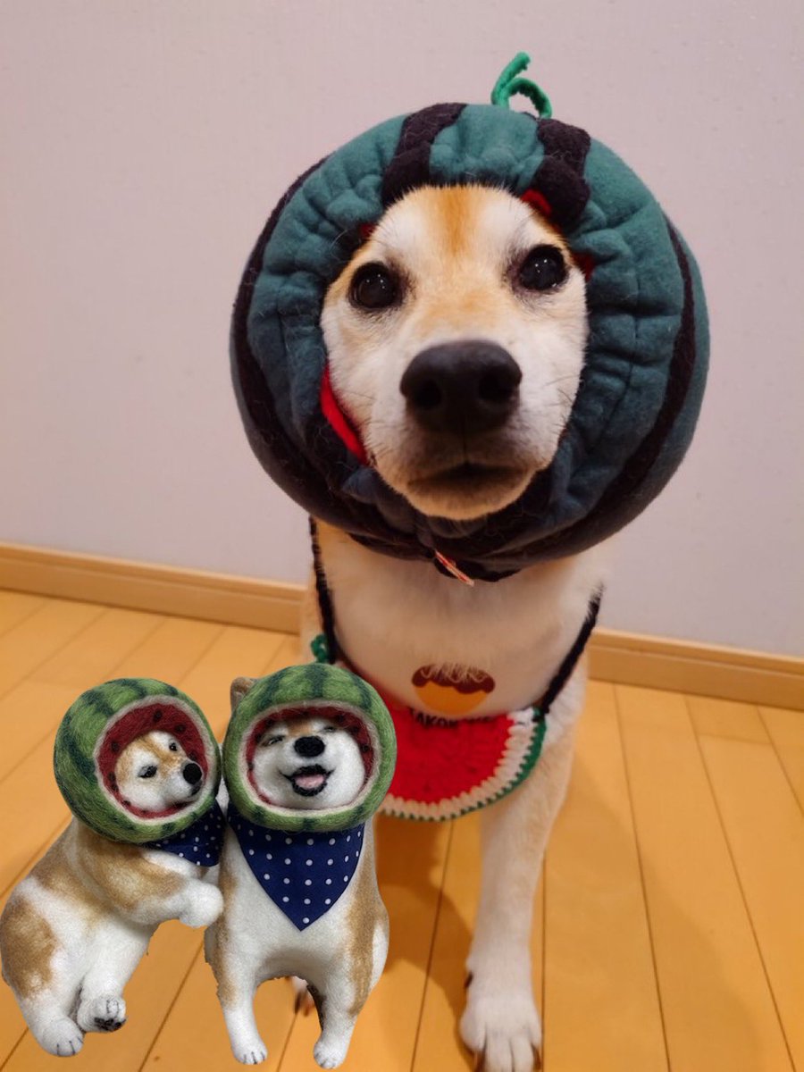 kumabolero0571 お手頃小玉スイカ🍉ちゃん ワンばんこ🐶🐶 スイカ