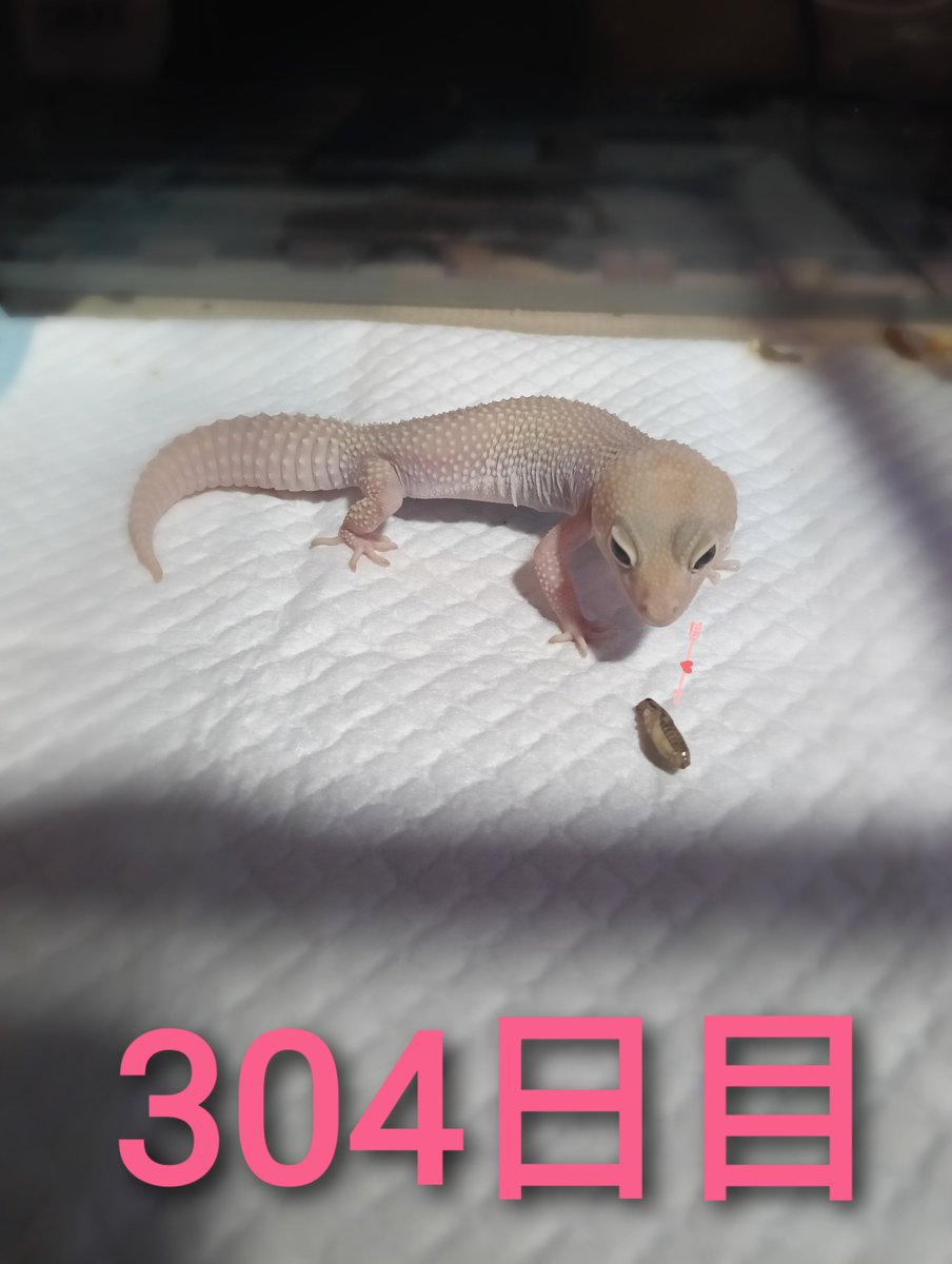 Muse31540490's tweet photo. ディアブロちゃん♥304日目♥白蛇はじめちゃんの🐁にあやかり♥🦗食べました♥
#レオパ #ヒョウモントカゲモドキ #レオパードゲッコー #ディアブロブロンコ #美味しいごはん https://t.co/EyM4fUrCIn