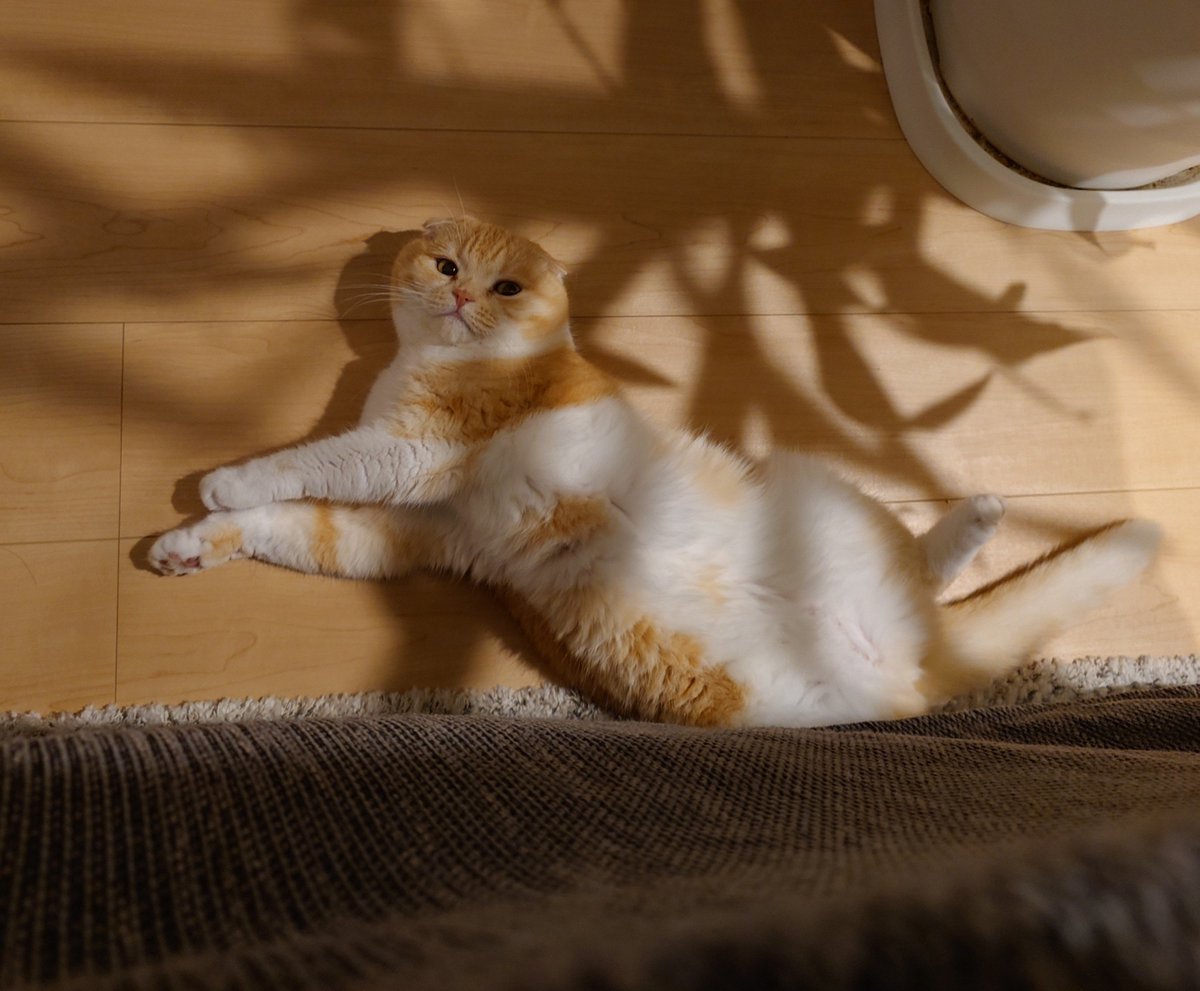 himri824's tweet photo. カエルいじめたり威張ってみたり昼寝をしたり。

#ひまりタイム https://t.co/DK94MJU2Co