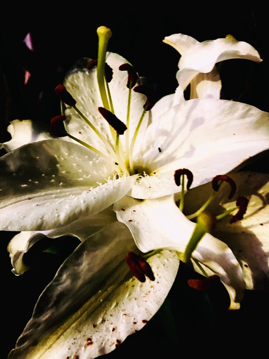 nakamuraayao's tweet photo. #tenman #osaka #summervacations #lily #night https://t.co/ZauUIUq5Kp
