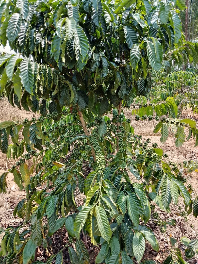 medardlee's tweet photo. Guys is it true to get 15M in one acre of coffee plantation. https://t.co/y8y6rBGE0f
