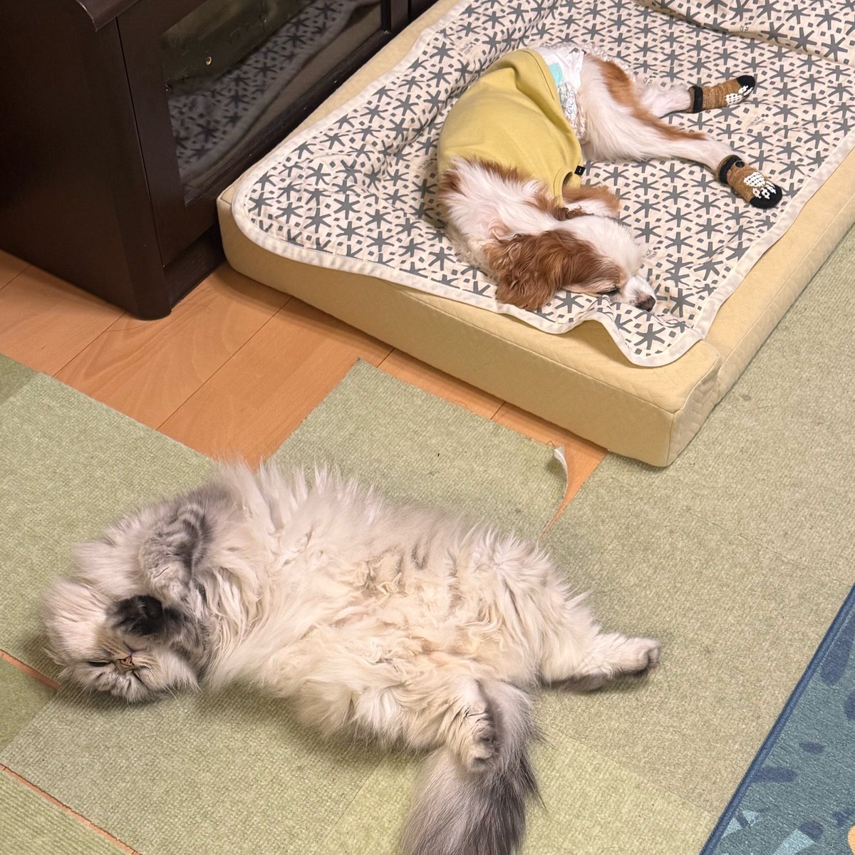 201Juice's tweet photo. おやすみなさい🐶🐈‍⬛

#犬と猫　#キャバリア https://t.co/An4oOBPnFb