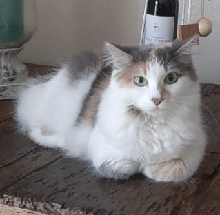 Missing Animaux 81 tweet media