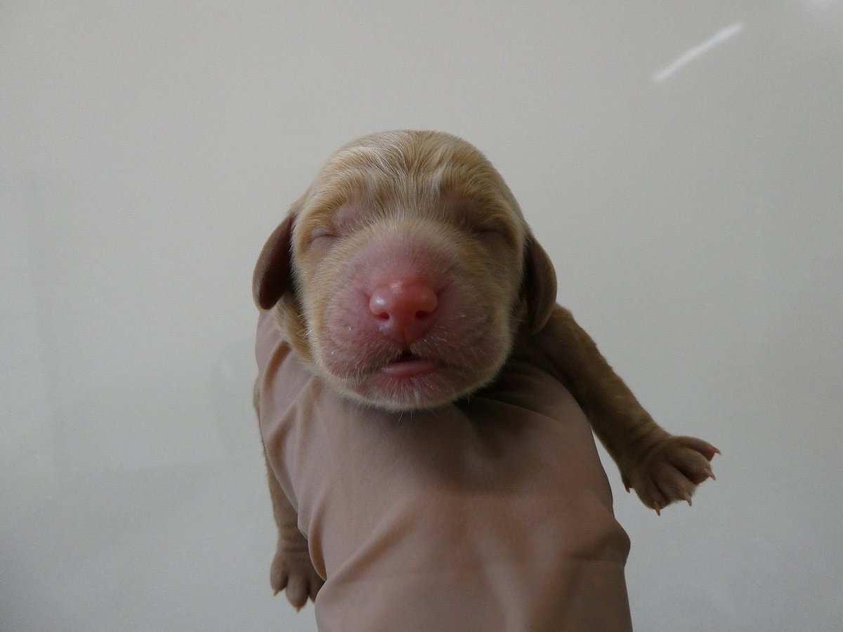 workcationdog's tweet photo. うまれたての犬（子）はこんなに小さい。 https://t.co/wzxhEXQJZ6