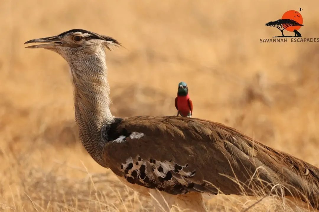 SavanaEscapades's tweet photo. The world's heaviest flying bird meets one of Africa's most colourful visitors. 🐦✨ Nature proves that every size has its place in the wild.
#SavannahEscapades #BirdsOfAfrica #KoriBustard #CarmineBeeEater #Safari #Wildlife #Kenya https://t.co/LbRGvpFpY9