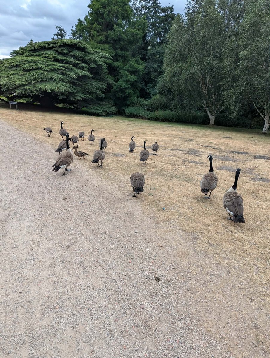 LynnBry29527024's tweet photo. Apparently I joined the local walking club at @Newstead_Abbey this morning.
#WritingWithLabradors https://t.co/qMFnUpT1Ur