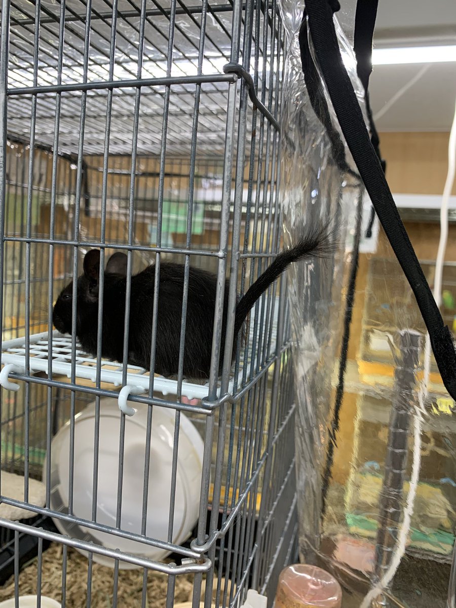 DICKuwxw's tweet photo. 過激なツイートはよそう
こいつの尻尾のボサボサなんやねん https://t.co/VTnyjjrflr