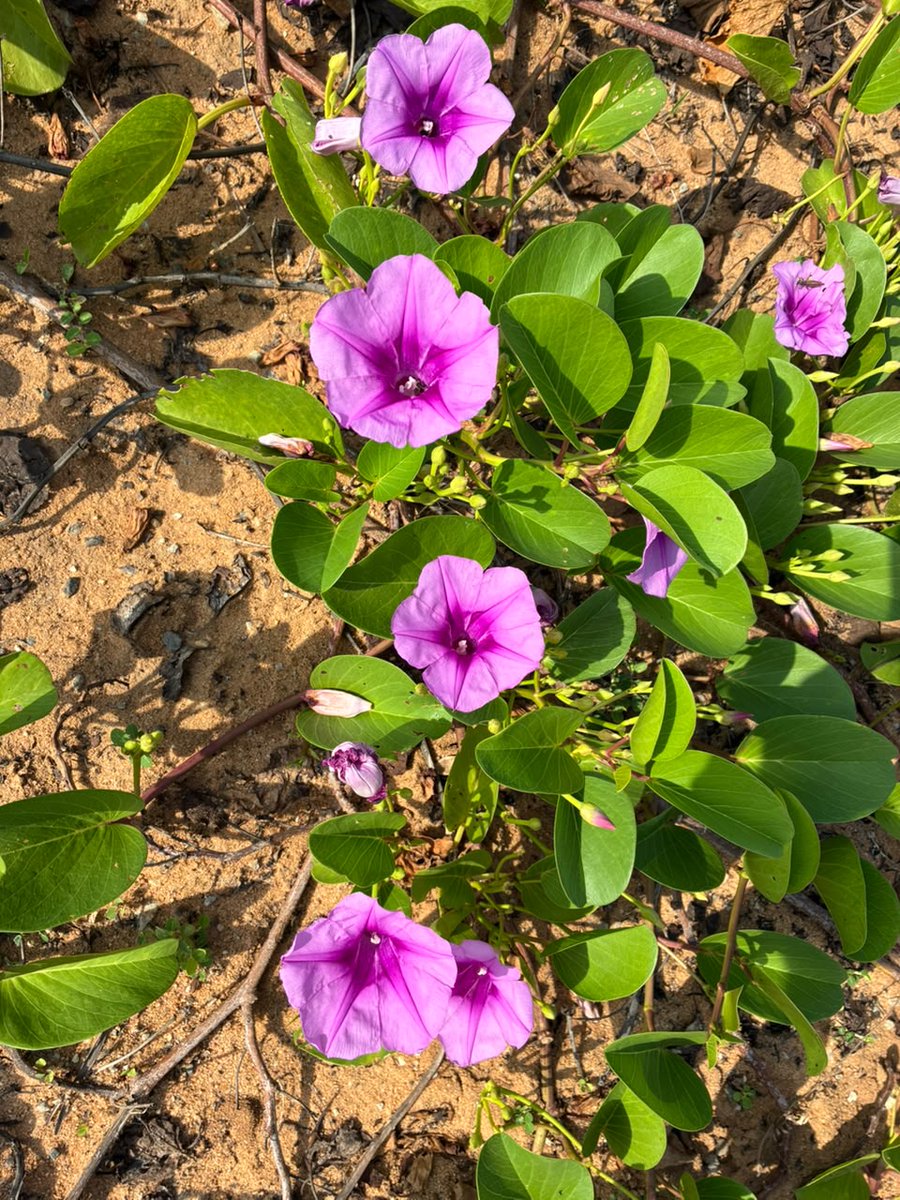 stepha71108's tweet photo. J’ai marché de ma maison à #Cotonou jusqu'à la Porte du Non-Retour à #Ouidah. 36 km de découverte de beaux paysages et des #plages 🏝️ magnifiques. ✨Quel plaisir de vivre non loin de la mer!!!!!🌊💦
#sport
#détente
#bienêtre https://t.co/i7ZN7q7T2K
