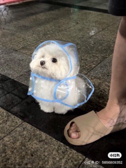animalkyat's tweet photo. カッパ姿が可愛すぎた友達の犬見て https://t.co/Gf0ALlKKL1